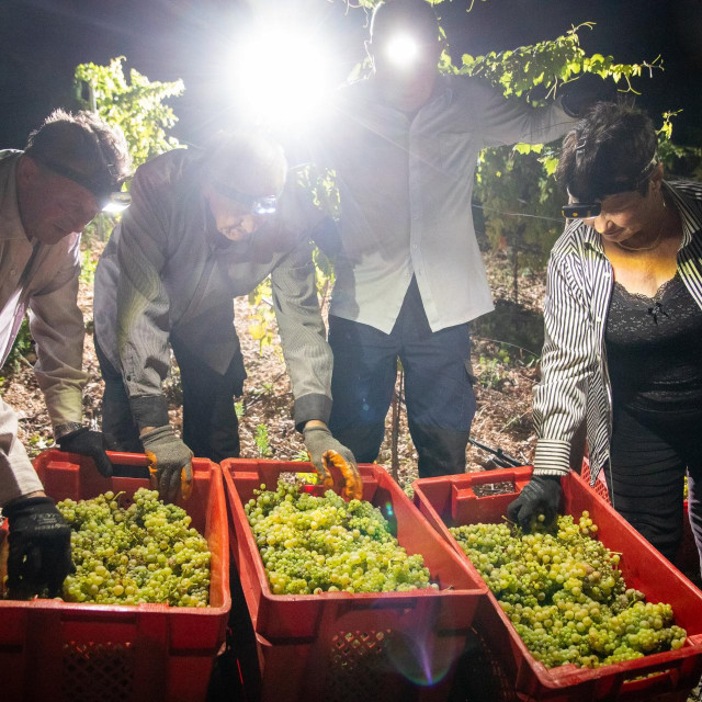 &lt;p&gt;Noćna berba grozdja na Komarni u vinariji Rizman.&lt;br&gt;
 &lt;/p&gt;