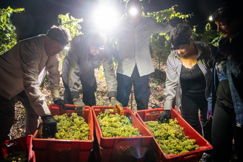 &lt;p&gt;Noćna berba grozdja na Komarni u vinariji Rizman.&lt;br&gt;
 &lt;/p&gt;