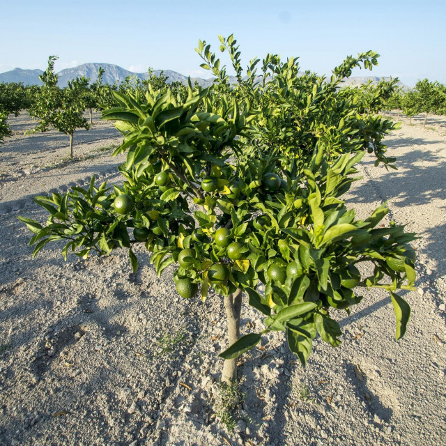 &lt;p&gt;Kiša je sam orosila mandarine&lt;/p&gt;