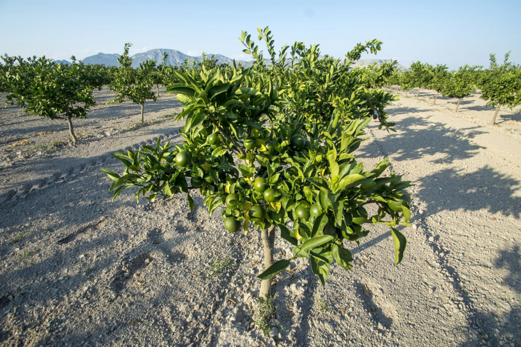 &lt;p&gt;Kiša je sam orosila mandarine&lt;/p&gt;