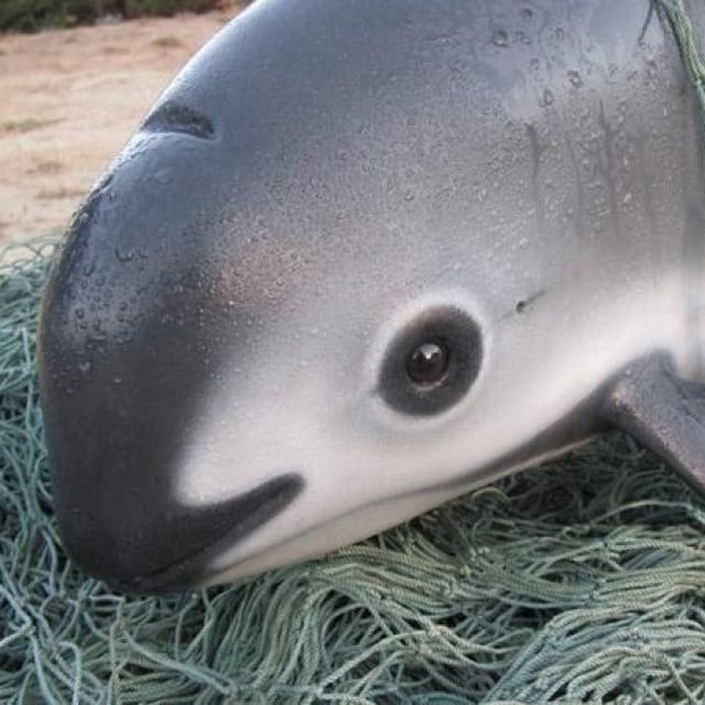 &lt;p&gt;Vaquita (morska kravica)&lt;/p&gt;