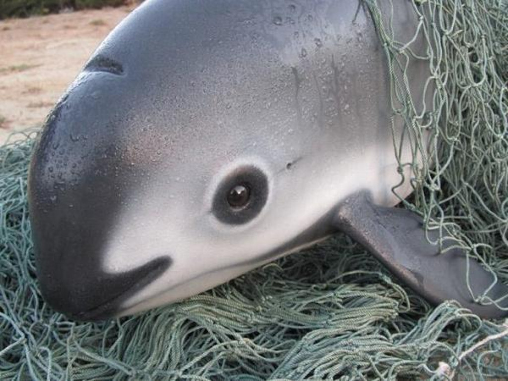 &lt;p&gt;Vaquita (morska kravica)&lt;/p&gt;