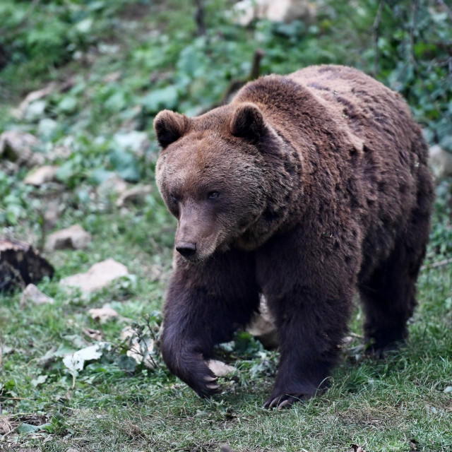 &lt;p&gt;Medvjed je sinoć napao muškarca na Plitvicama (ilustracija)&lt;/p&gt;