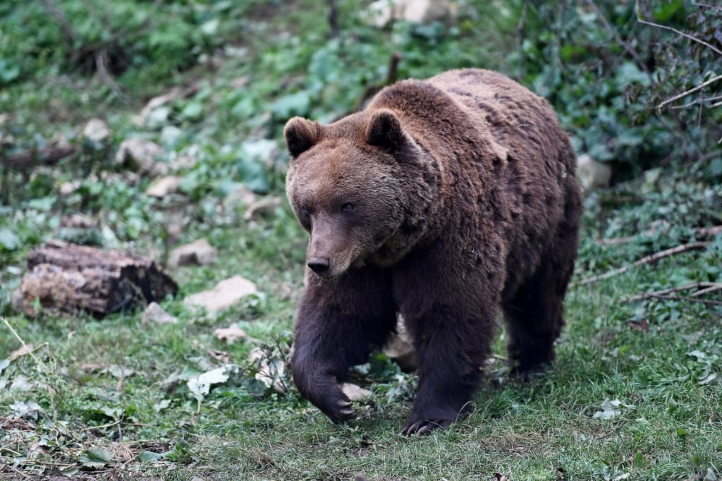 &lt;p&gt;Medvjed je sinoć napao muškarca na Plitvicama (ilustracija)&lt;/p&gt;