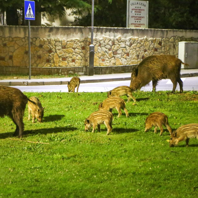 &lt;p&gt;Divlje svinje u potrazi za hranom dolaze u naselja&lt;/p&gt;