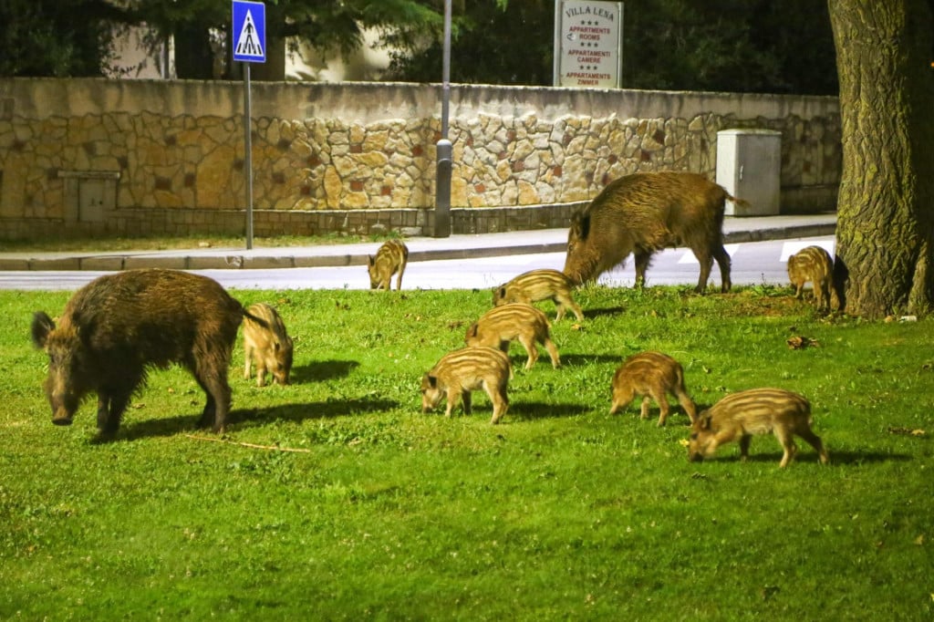 &lt;p&gt;Divlje svinje u potrazi za hranom dolaze u naselja&lt;/p&gt;