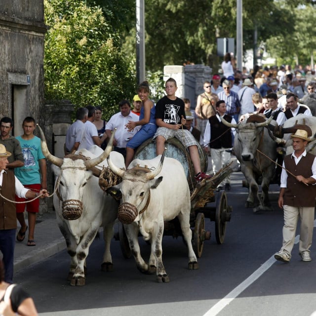 &lt;p&gt;Kanfanarci svake godine biraju najveće, najposlušnije i najljepše istarsko govedo - Bakin&lt;br&gt;
&lt;br&gt;