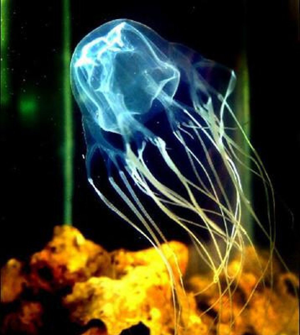 &lt;p&gt;Meduza otrovna&lt;/p&gt;