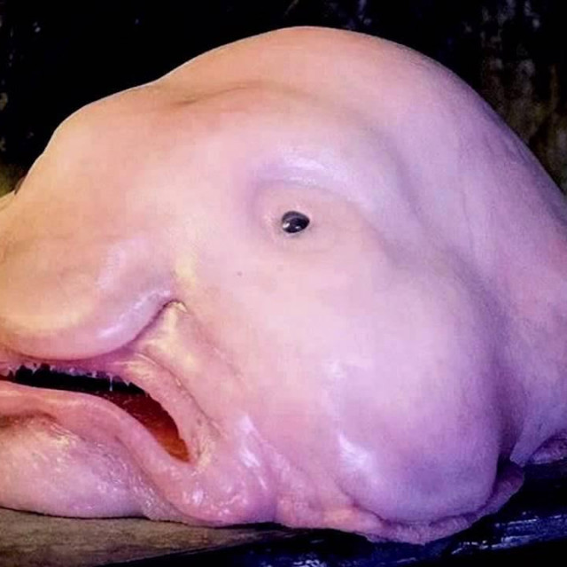 &lt;p&gt;Blobfish&lt;/p&gt;