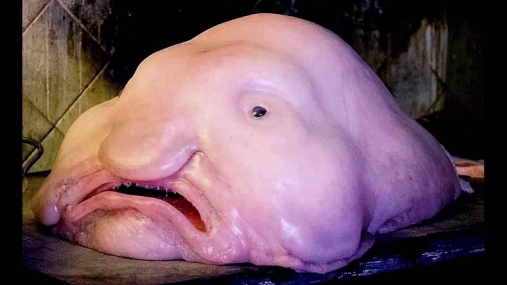 &lt;p&gt;Blobfish&lt;/p&gt;