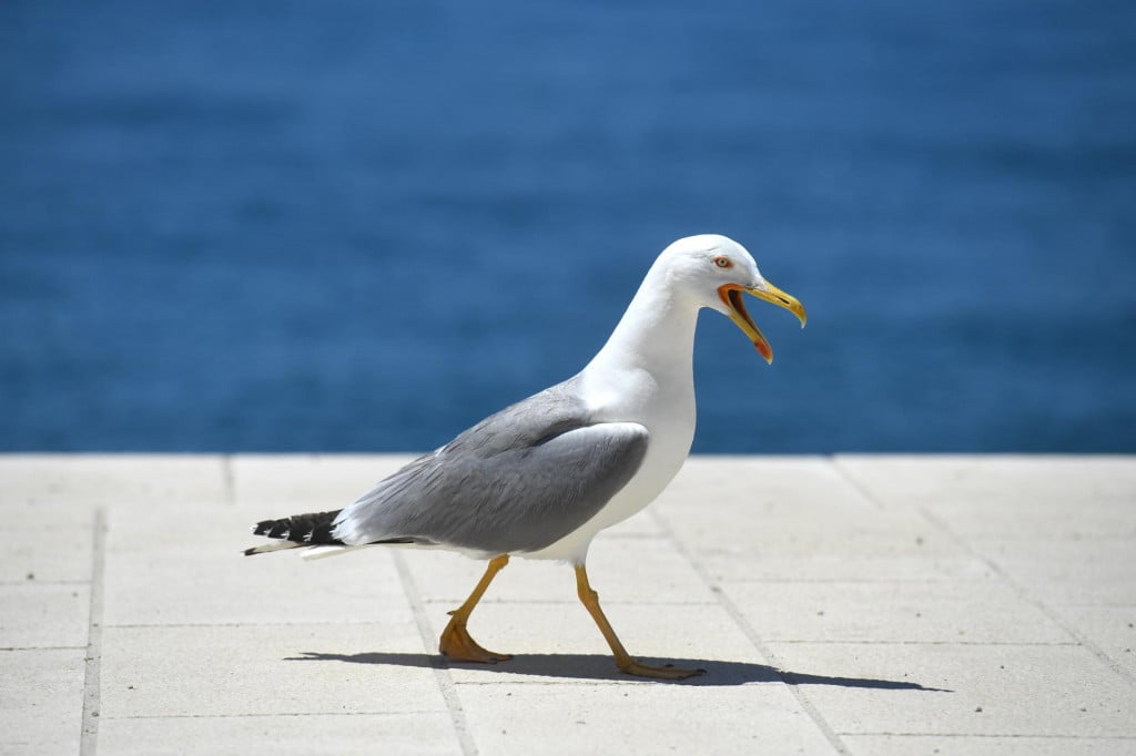 &lt;p&gt;Zadar, 170624.&lt;br&gt;
Galebovi na zadarskoj rivi.&lt;br&gt;