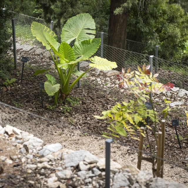 &lt;p&gt;Botanički vrt imat će manje biljaka od onog što je projektom krajobraznog uređenja planirano&lt;/p&gt;