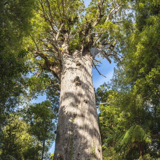 &lt;p&gt;Kauri stablo. Tisuće je ljudi iz Dalmacije emigriralo krajem 19. i početkom 20. stoljeća na Novi Zeland u potragu za boljim životom. Mahom su počeli raditi kao sakupljači vrste smole, koja je rasla na drveću kauri.&lt;/p&gt;