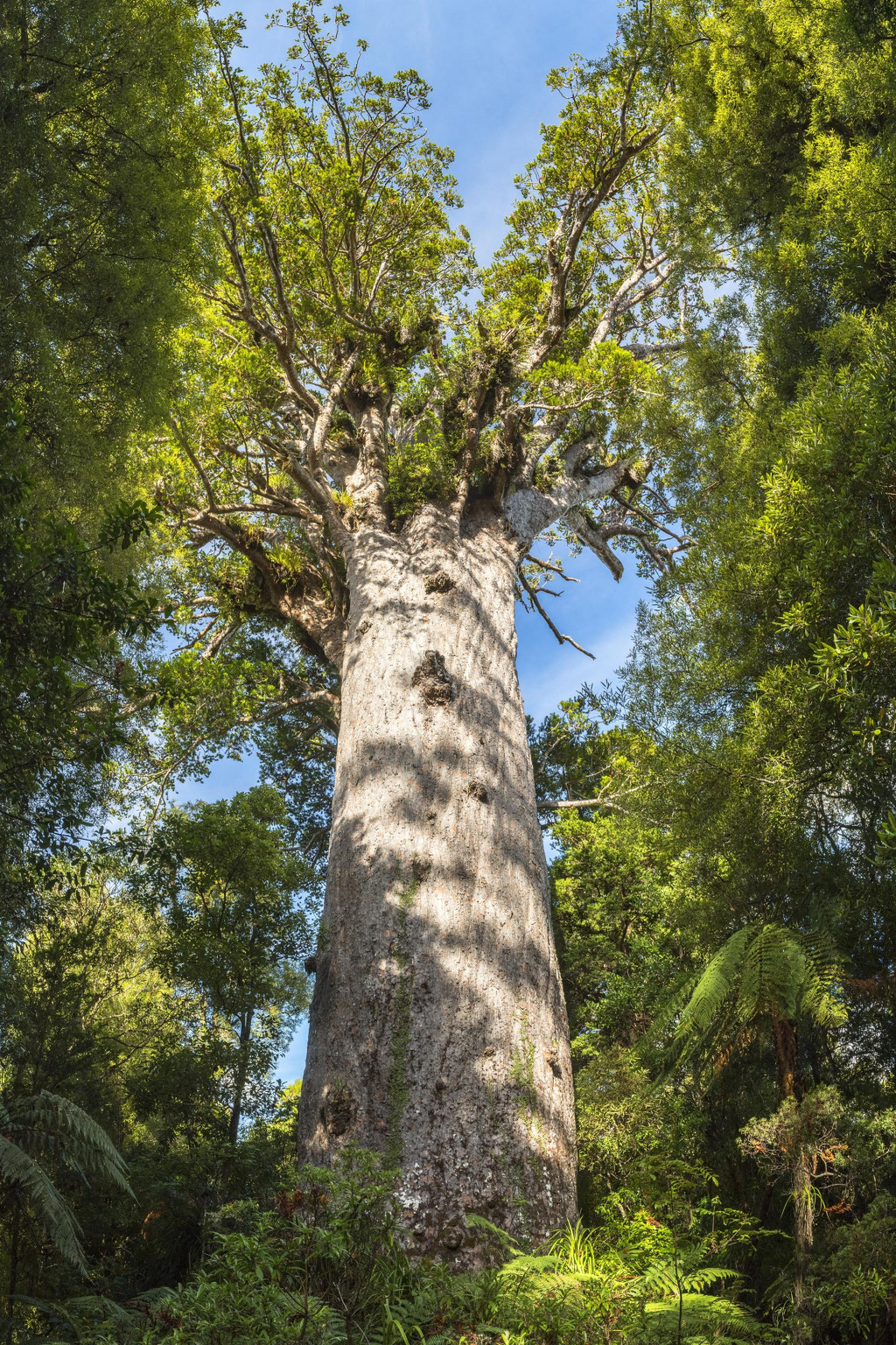 &lt;p&gt;Kauri stablo. Tisuće je ljudi iz Dalmacije emigriralo krajem 19. i početkom 20. stoljeća na Novi Zeland u potragu za boljim životom. Mahom su počeli raditi kao sakupljači vrste smole, koja je rasla na drveću kauri.&lt;/p&gt;