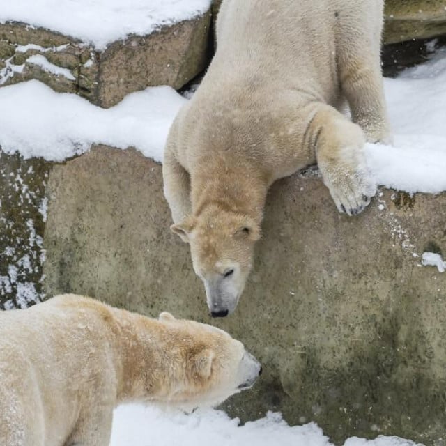 &lt;p&gt;Polarnim medvjedima iz berlinskog ZOO-a nije se svidjelo da im netko ulazi u nastambu (ilustracija)&lt;/p&gt;