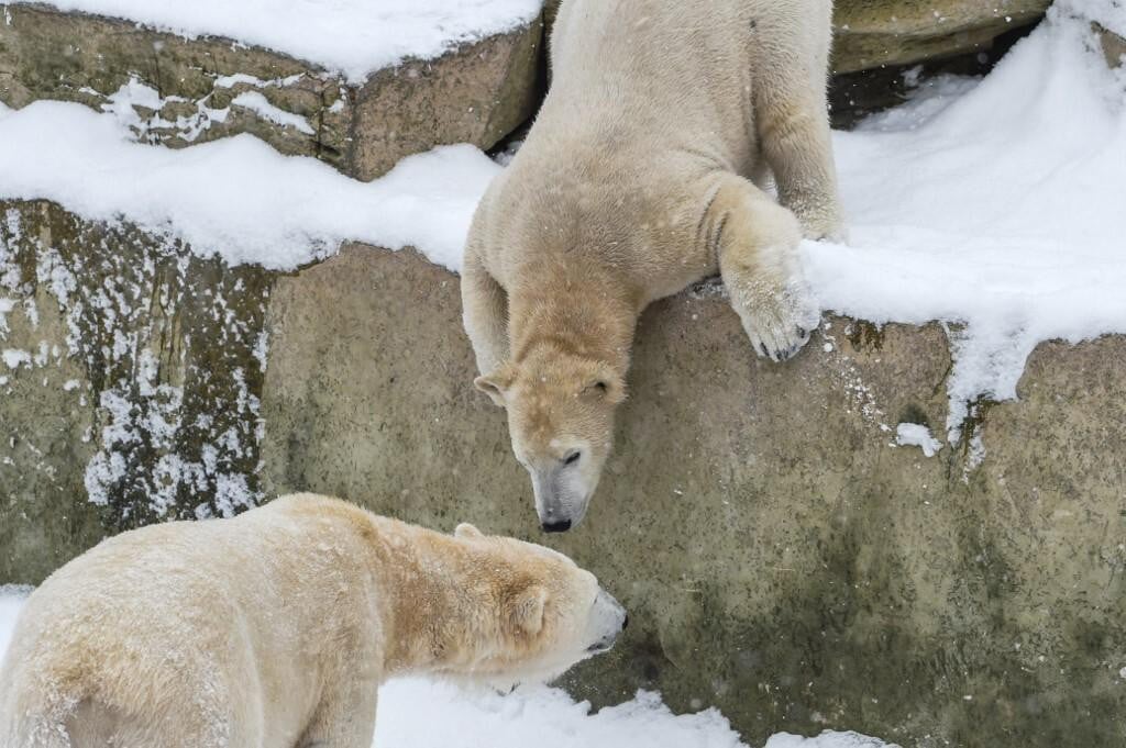 &lt;p&gt;Polarnim medvjedima iz berlinskog ZOO-a nije se svidjelo da im netko ulazi u nastambu (ilustracija)&lt;/p&gt;