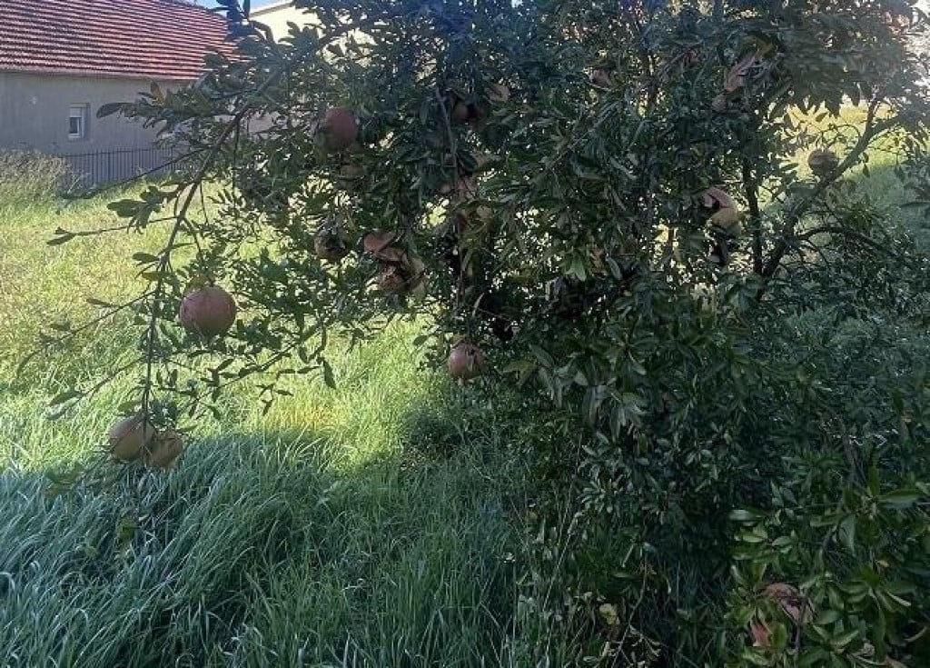 &lt;p&gt;Stablo šipka u Sinju&lt;/p&gt;