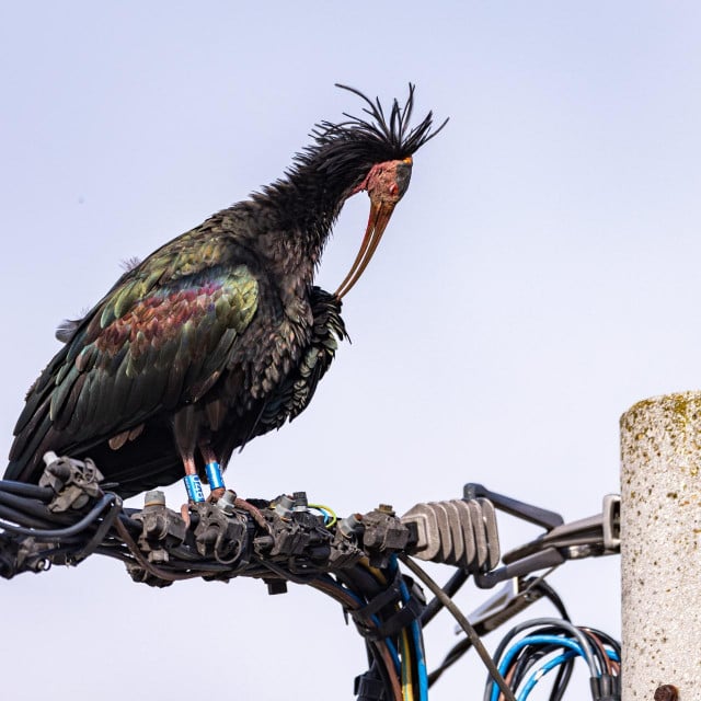 &lt;p&gt;Ćelavi ibis - premalo ih je ostalo, nekim divljacima je i to - previše&lt;/p&gt;