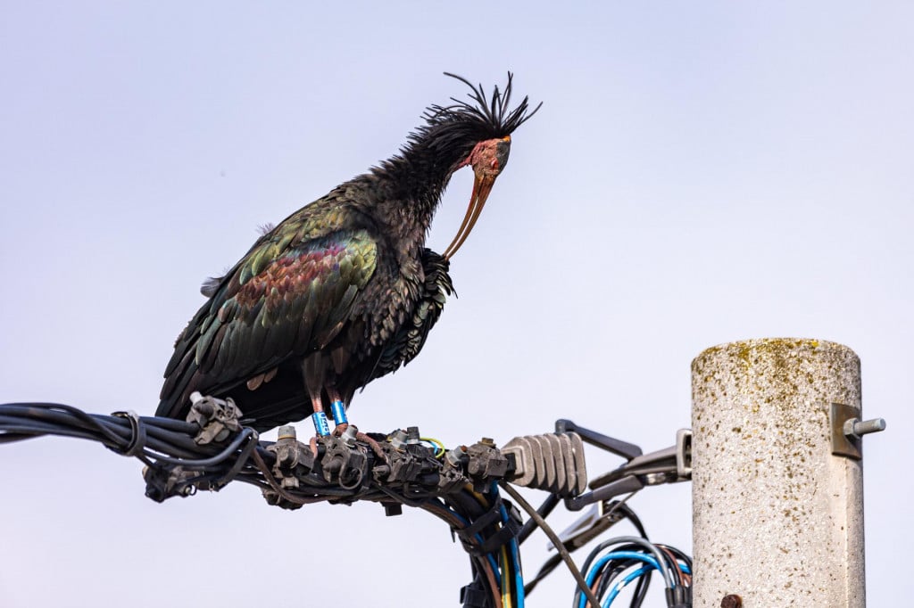 &lt;p&gt;Ćelavi ibis - premalo ih je ostalo, nekim divljacima je i to - previše&lt;/p&gt;