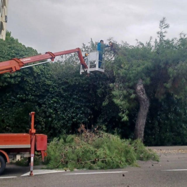 &lt;p&gt;Pogledajte kako se odvijaju radovi na uređenju drvoreda na Bulevaru&lt;/p&gt;