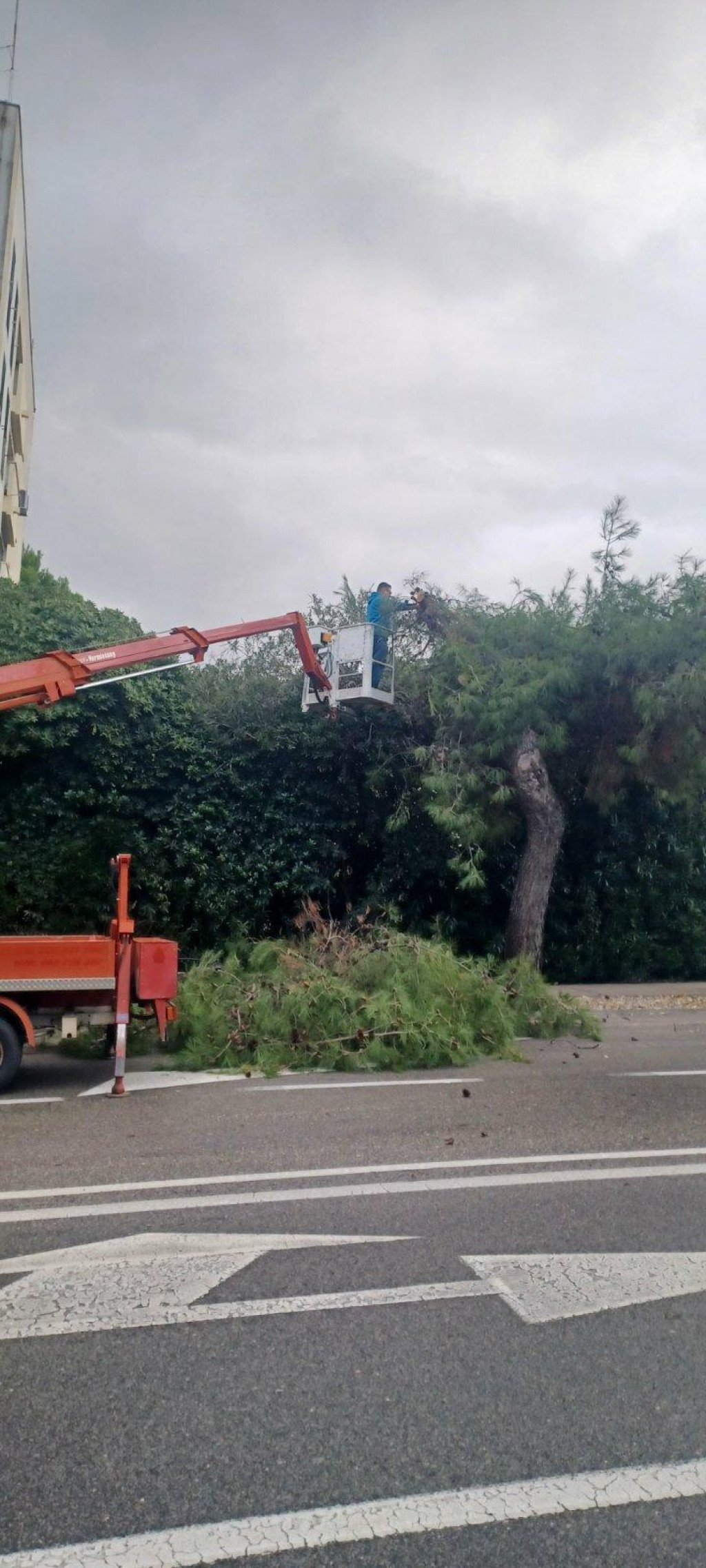 &lt;p&gt;Pogledajte kako se odvijaju radovi na uređenju drvoreda na Bulevaru&lt;/p&gt;