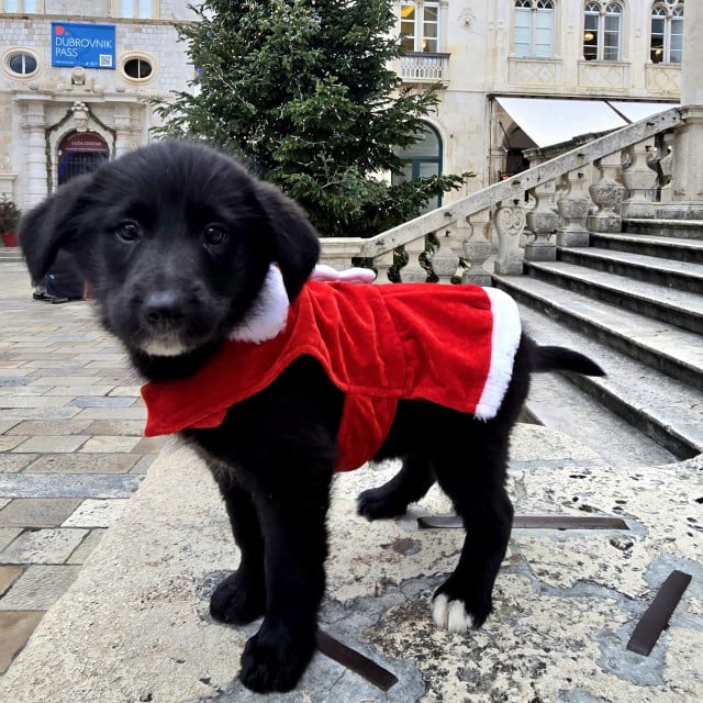 &lt;p&gt;Iz dubrovačkog azila traže dom za Lejlu i Bobbya&lt;/p&gt;