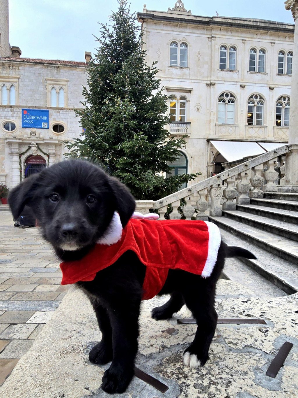 &lt;p&gt;Iz dubrovačkog azila traže dom za Lejlu i Bobbya&lt;/p&gt;