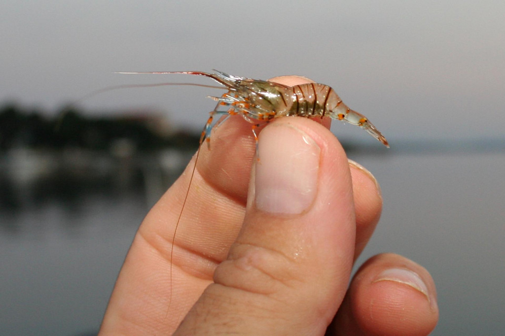 &lt;p&gt;Male kozice su neodoljiva ješka&lt;/p&gt;