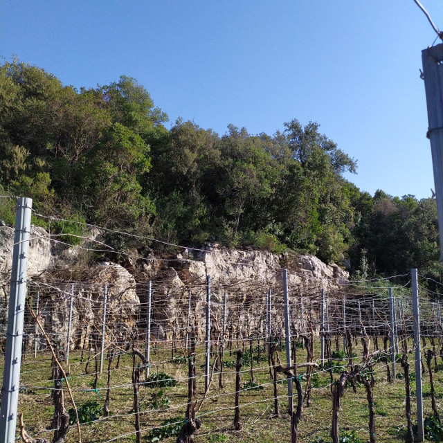 <p>Mali vinograd u samom Moluntu, danas u vlasni&scaron;tvu Gerde</p>