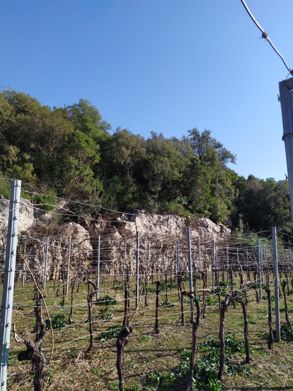 <p>Mali vinograd u samom Moluntu, danas u vlasni&scaron;tvu Gerde</p>