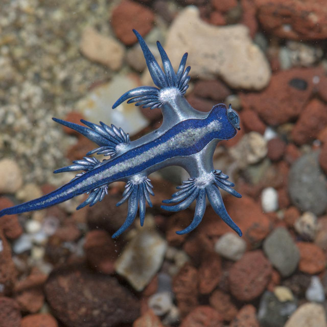 <p>Glaucus atlanticus</p>