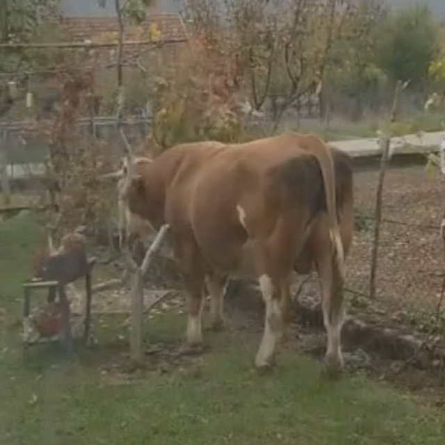 <p>Bik Mi&scaron;ko u Gračacu</p>
