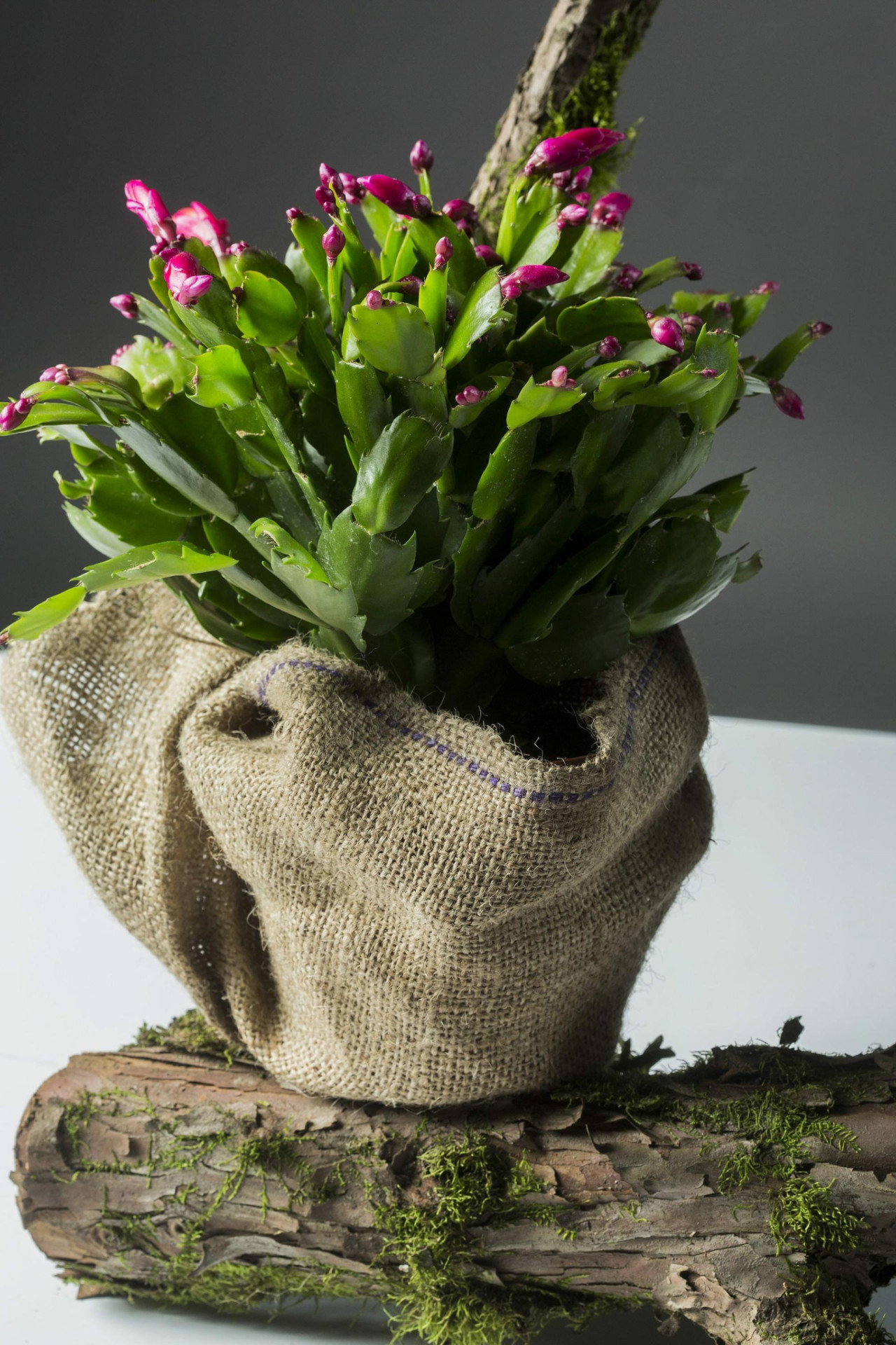 kaktus souvenir Cactus Planter Gift