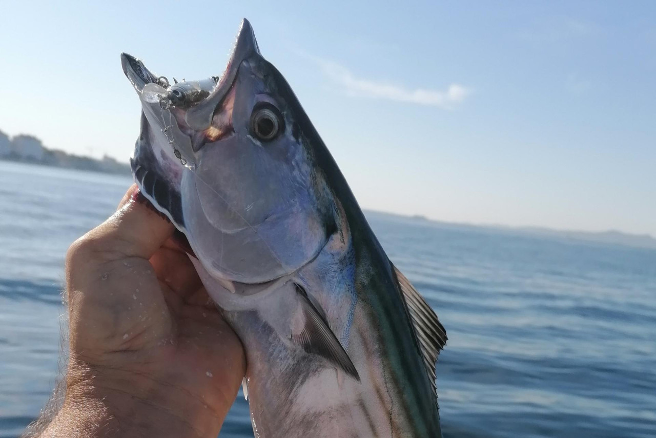 Pyallam Isda Otvoreno more - Iako se palamida uspješno može loviti gotovo svim ...