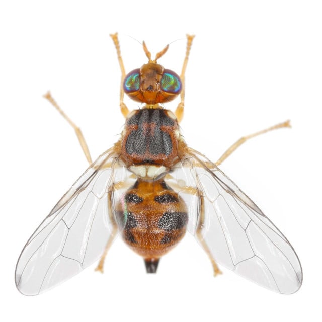 <p>Ovako izgleda maslinina muha</p>
