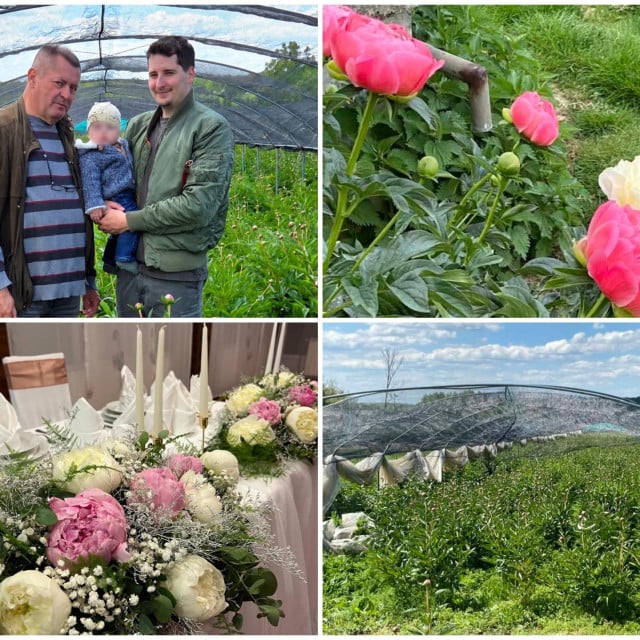 <p>Primjer OPG-a Ledinski pokazuje kako florikultura u Hrvatskoj može uspjeti, ali samo uz dugoročno planiranje, specijalizaciju i stalno prilagođavanje trži&scaron;tu</p>