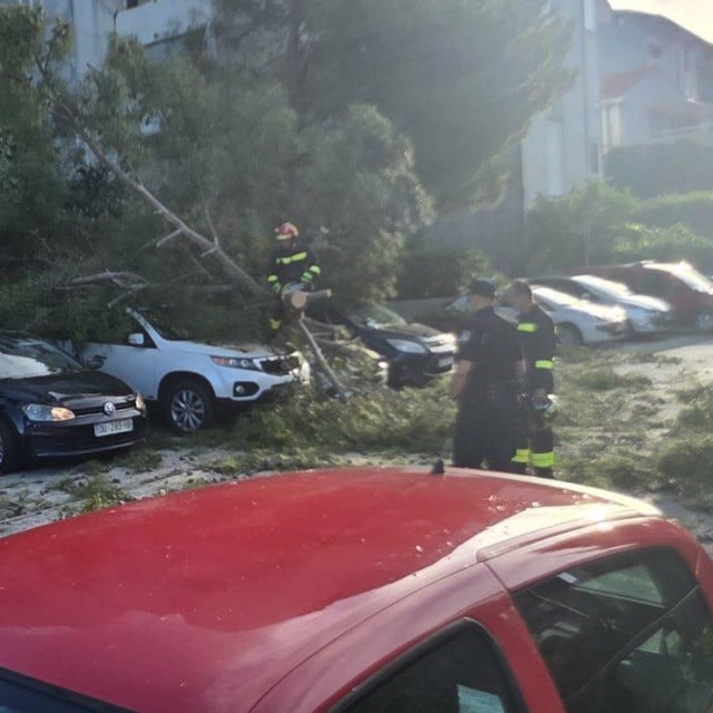 <p>Uklanjanje stabala na području Dubrovnika</p>