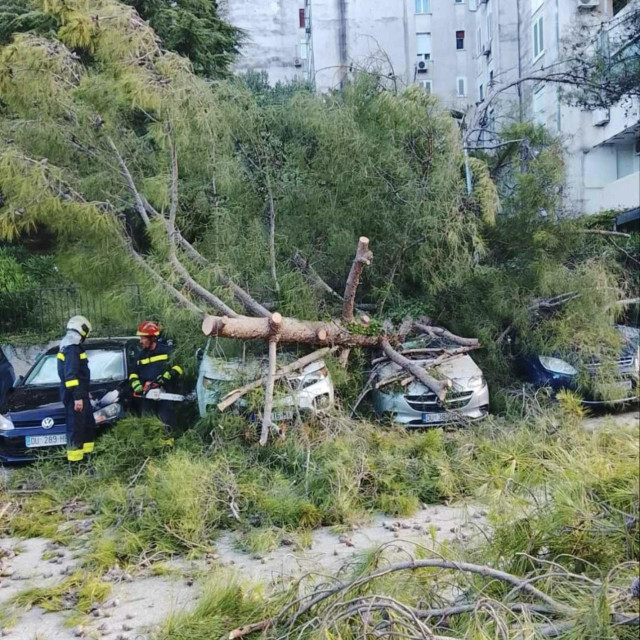 <p>Uklanjanje stabala na području Dubrovnika</p>