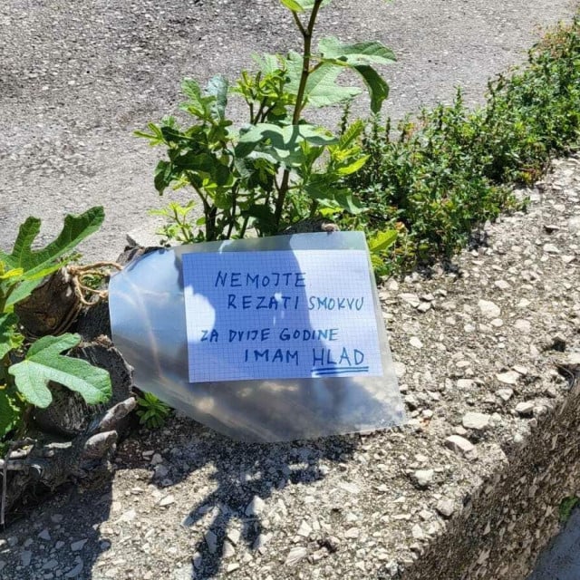 <p>Mlada smokva s porukom na parkirali&scaron;tu na Baldekinu</p>