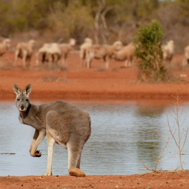 <p>Australski meteorolo&scaron;ki zavod objavio je u utorak da bi vremenski fenomen El Nino mogao postati najsnažniji u posljednjih sedam desetljeća&nbsp;(ilustracija)&nbsp;</p>