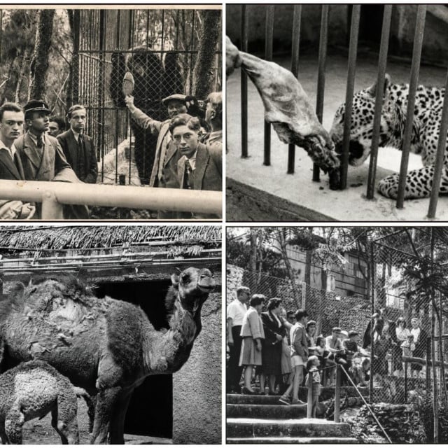 <p>ZOO na Marjanu otvoren je 1926. godine, a u samo četiri mjeseca od otvorenja posjetilo ga je 25 tisuća ljudi</p>