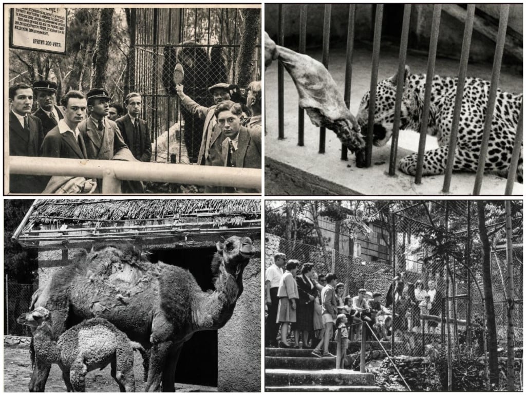 <p>ZOO na Marjanu otvoren je 1926. godine, a u samo četiri mjeseca od otvorenja posjetilo ga je 25 tisuća ljudi</p>