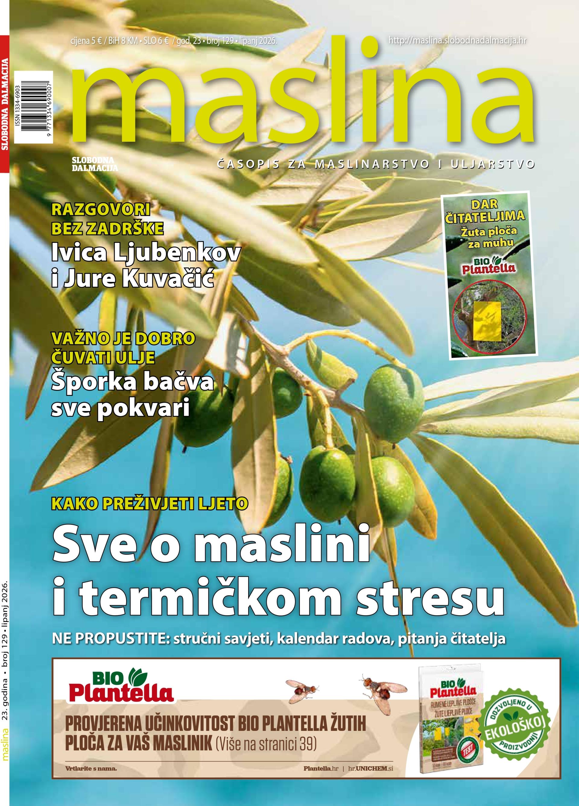 Nova Maslina na kioscima: kako se nositi s termičkim stresom u maslinicima, kako navodnjavati, štititi, treba li ljetna rezidba...