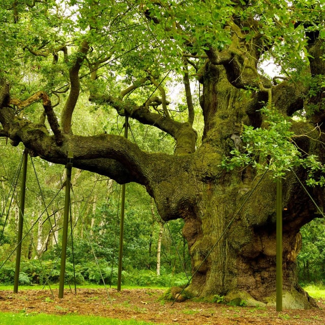 <p>Major Oak/Arhivska slika</p>