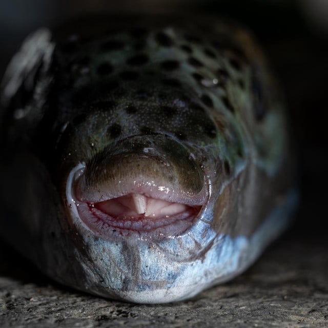 <p>&nbsp;Lagocephalus sceleratus ulovljena kod Krete</p>