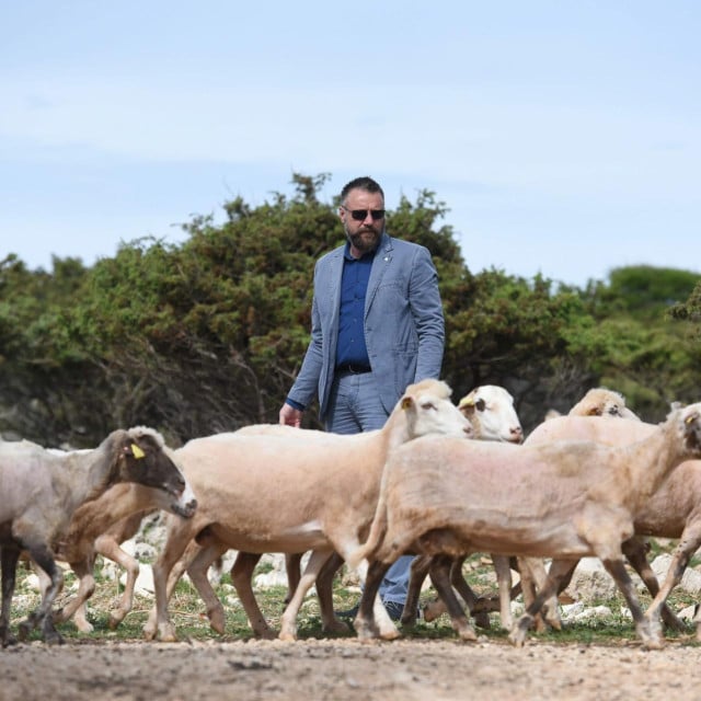 <p>Marin Pernjak:&nbsp;MIH je najveći mali uzgajivač ovaca na Pagu. Imamo oduvijek najveće stado ovaca na Pagu</p>