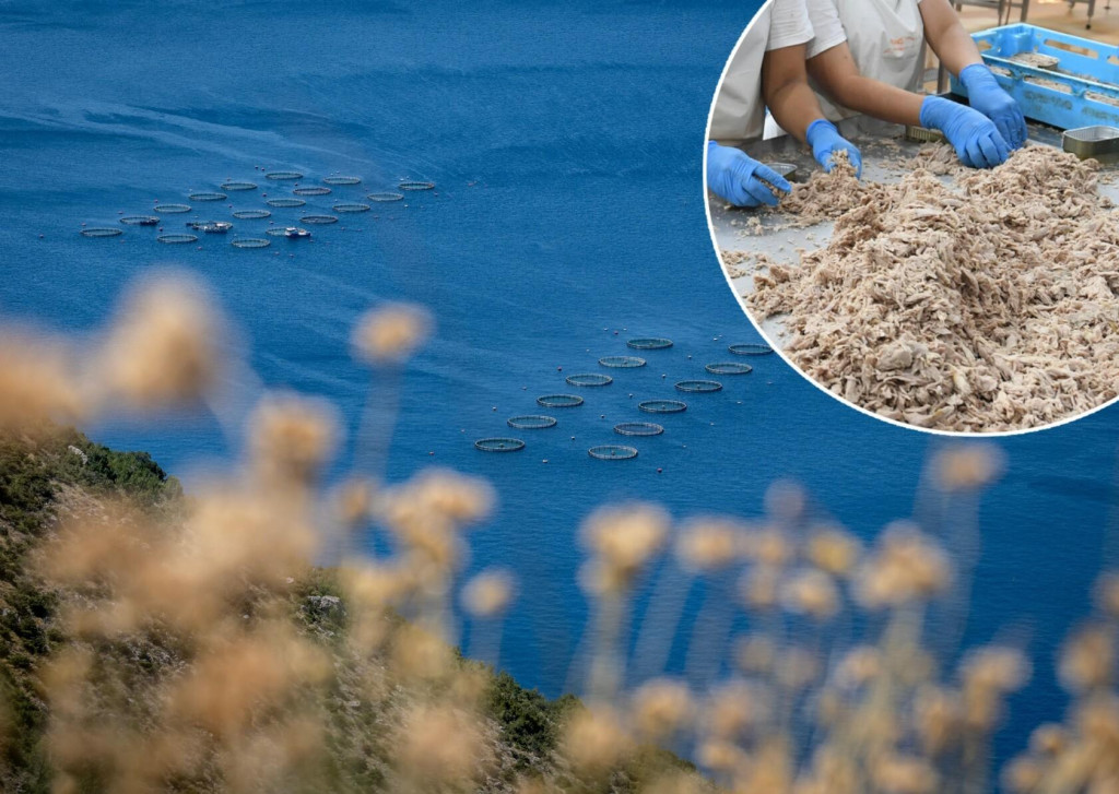 <p>Riboprerađivačka&nbsp;djelatnost&nbsp;zapo&scaron;ljava značajan broj ljudi i u nju se zadnjih godina ulažu znatna materijalna sredstva...</p>