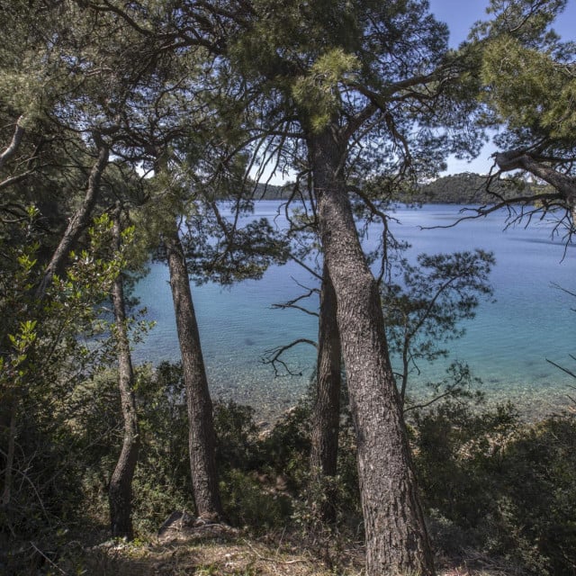 <p>Nacionalni park Mljet, borova suma uz veliko jezero</p>