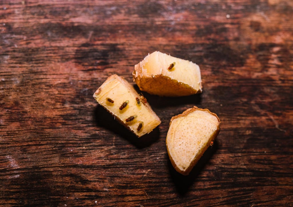 <p>Vinske mu&scaron;ice</p>
