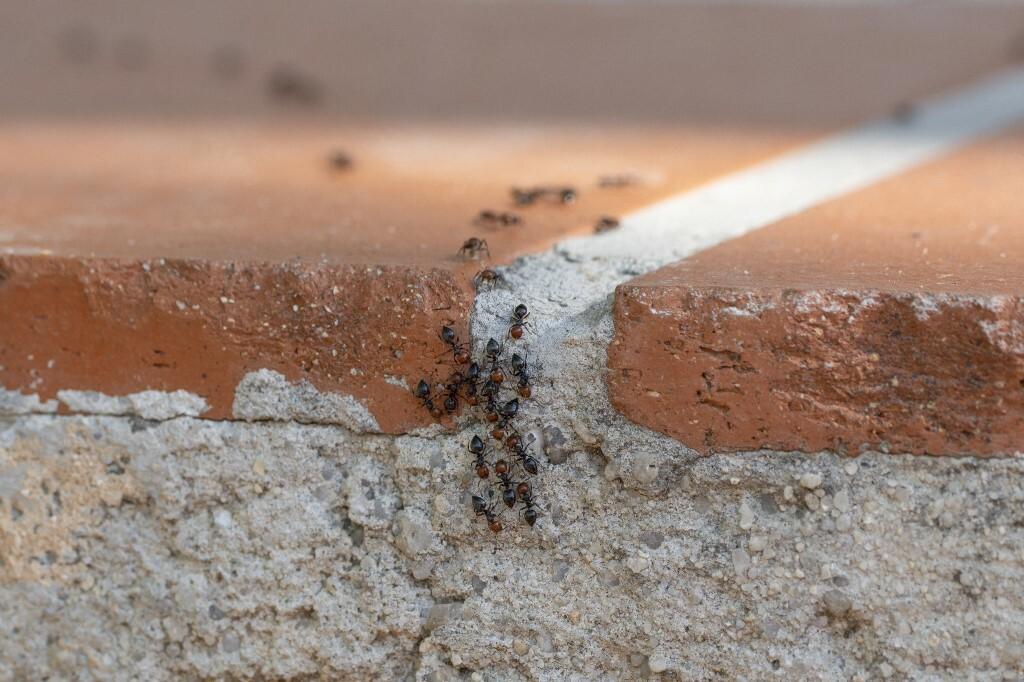 Ne čekajte da mravi preplave cijelu kuću: donosimo kako ih možete zaustaviti na prirodne načine